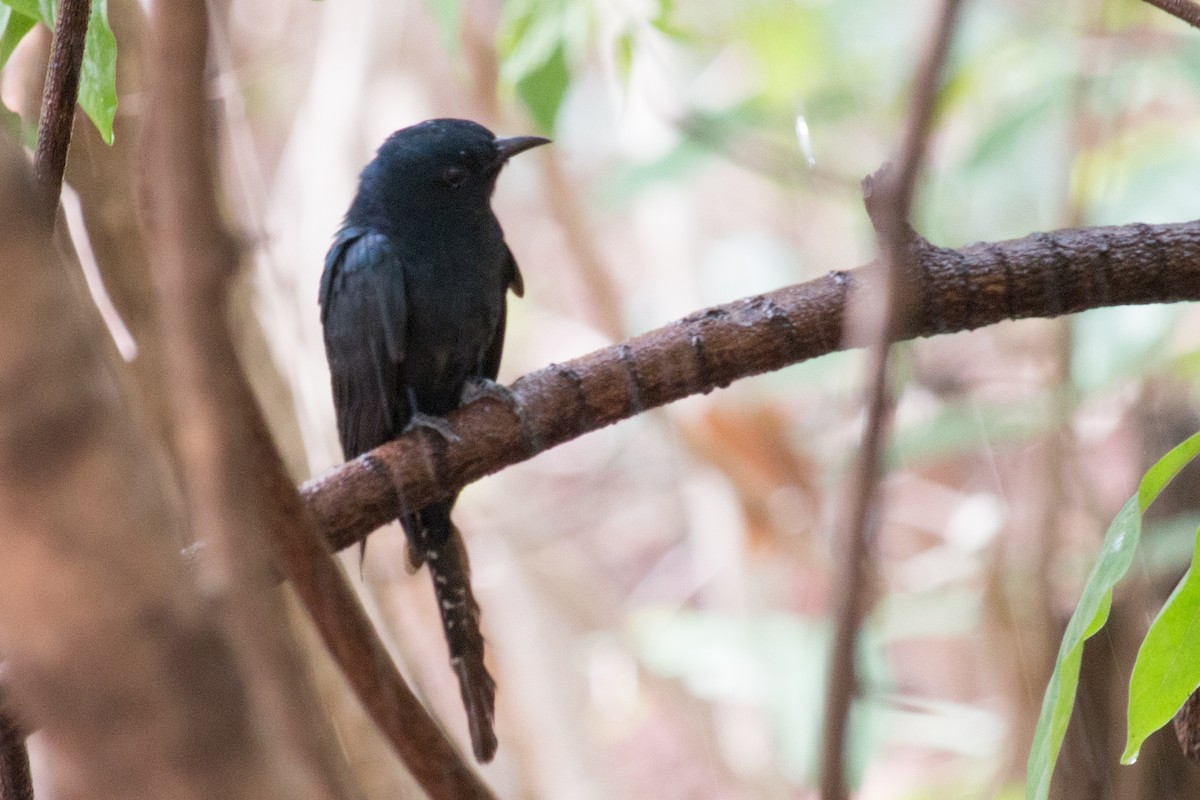 Fork-tailed Drongo-Cuckoo - ML60291841