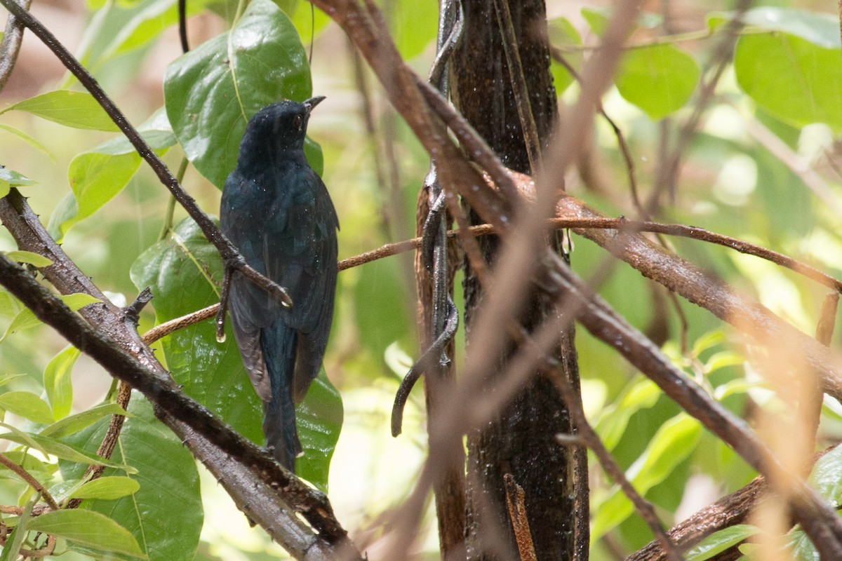 Fork-tailed Drongo-Cuckoo - ML60291851