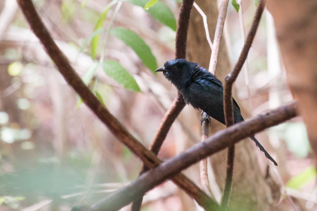 Fork-tailed Drongo-Cuckoo - ML60291861