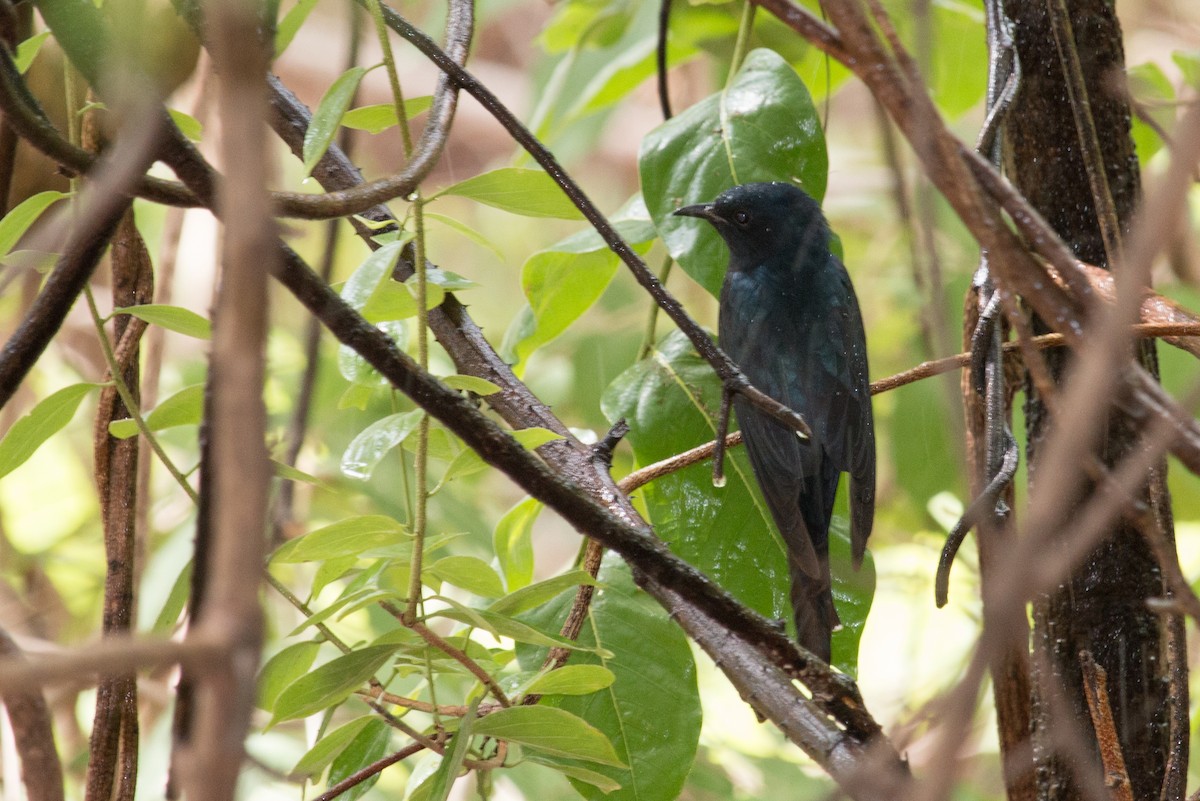 Fork-tailed Drongo-Cuckoo - ML60291871