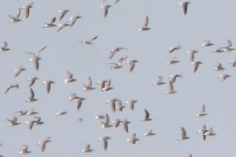 Wilson's Phalarope - ML602918781