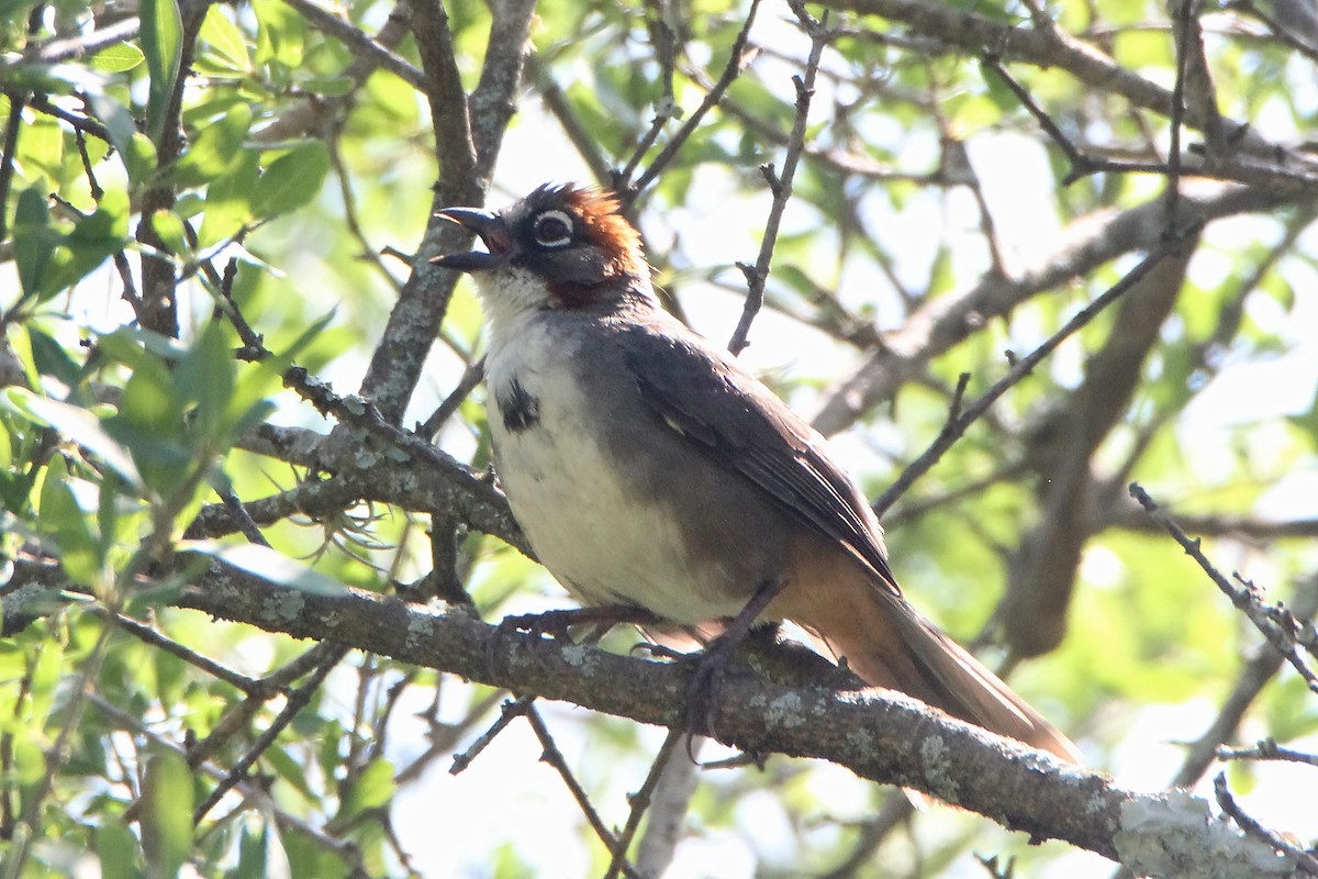 Rusty-crowned Ground-Sparrow - ML602919381