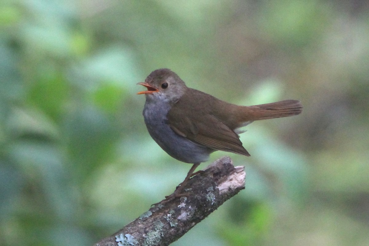 Orange-billed Nightingale-Thrush - ML602919611