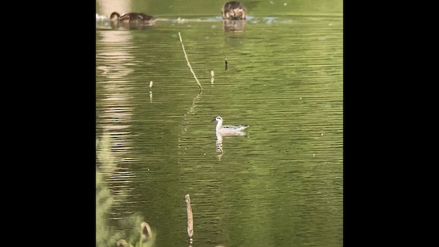 Red-necked Phalarope - ML602919691