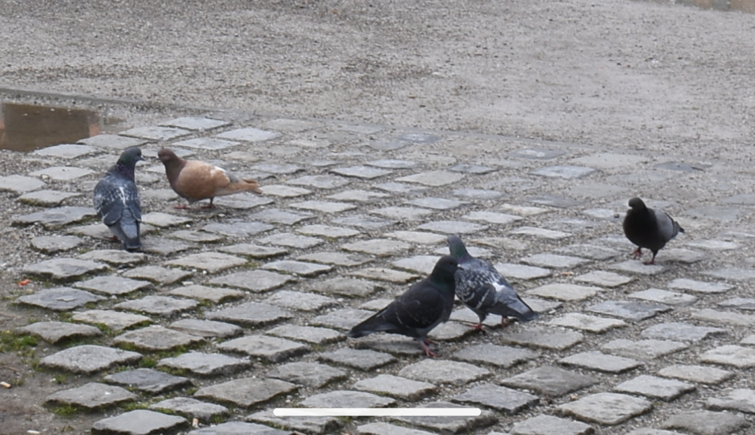 Rock Pigeon (Feral Pigeon) - ML602920441