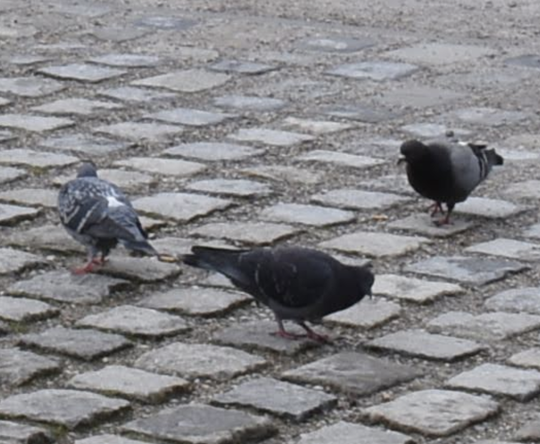 Rock Pigeon (Feral Pigeon) - ML602920451