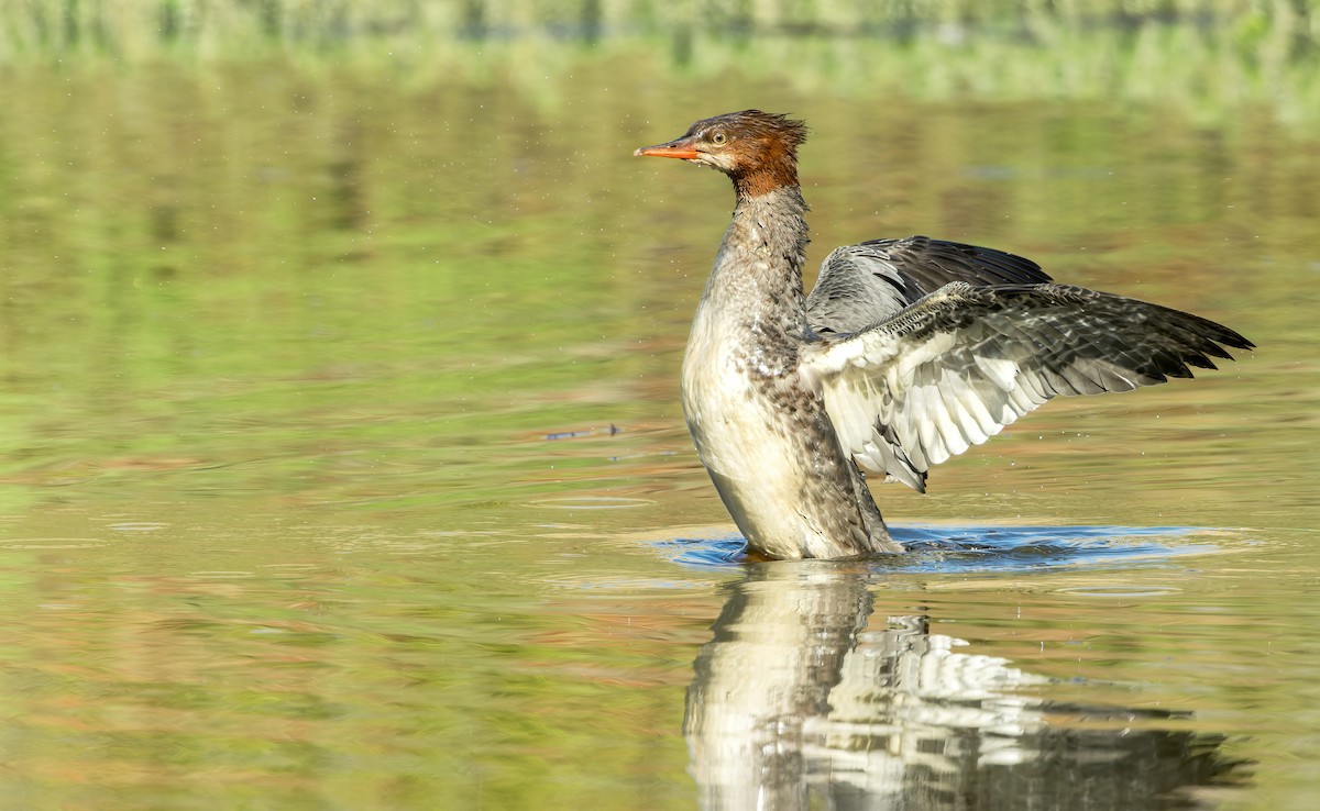 Common Merganser (North American) - Connor Cochrane