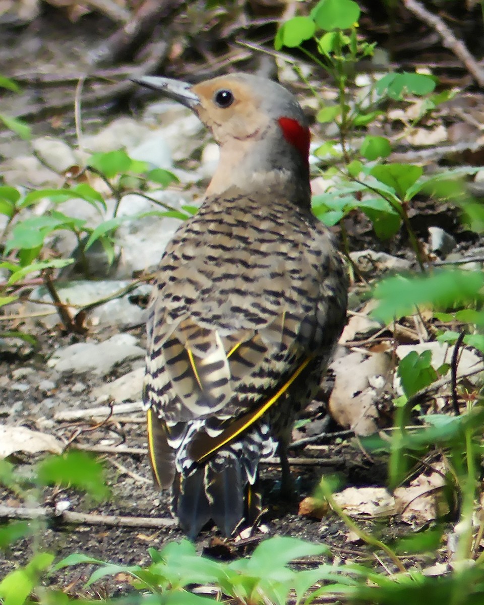 Northern Flicker (Yellow-shafted) - ML602922491