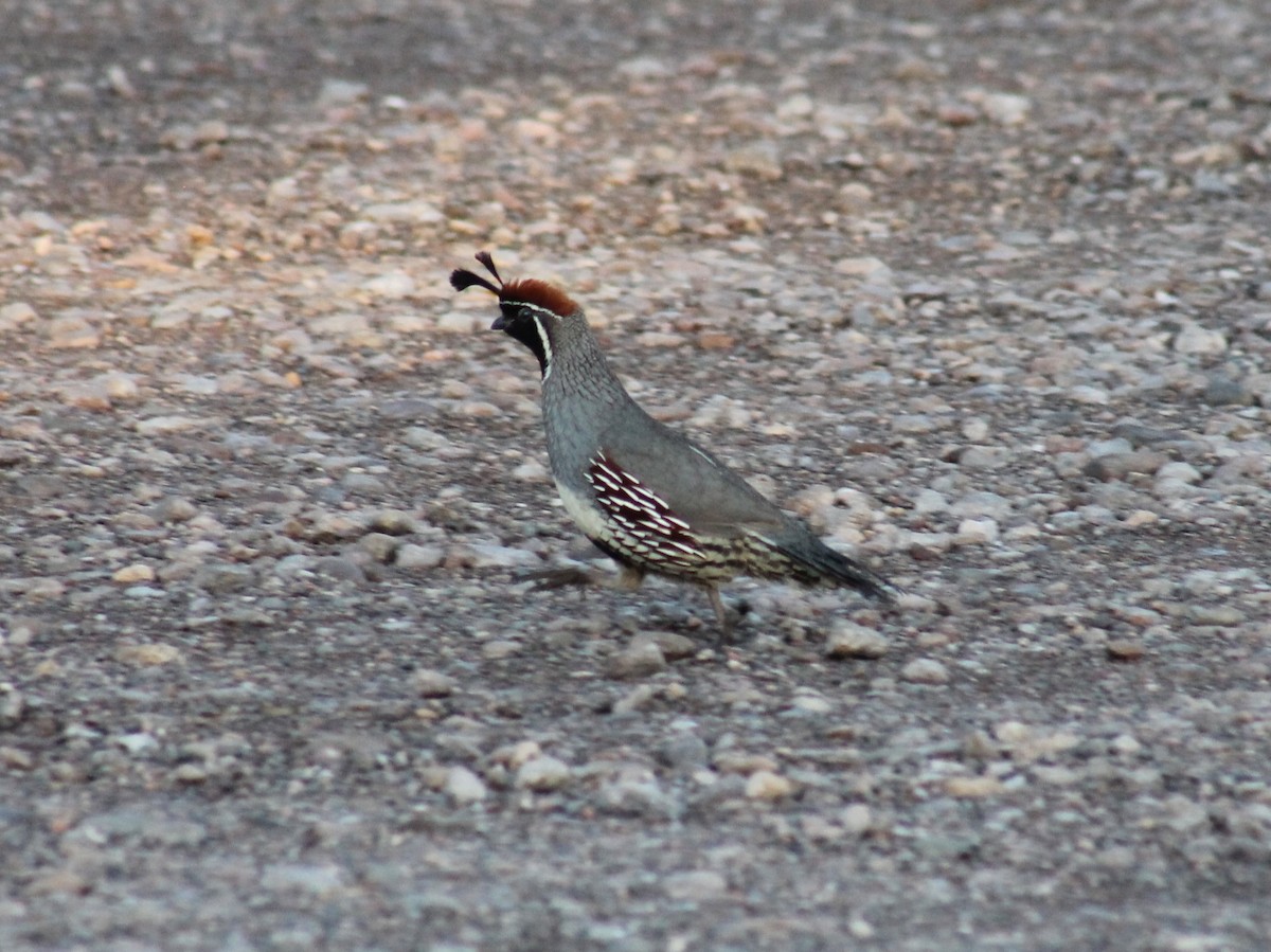 Gambel's Quail - ML602922921