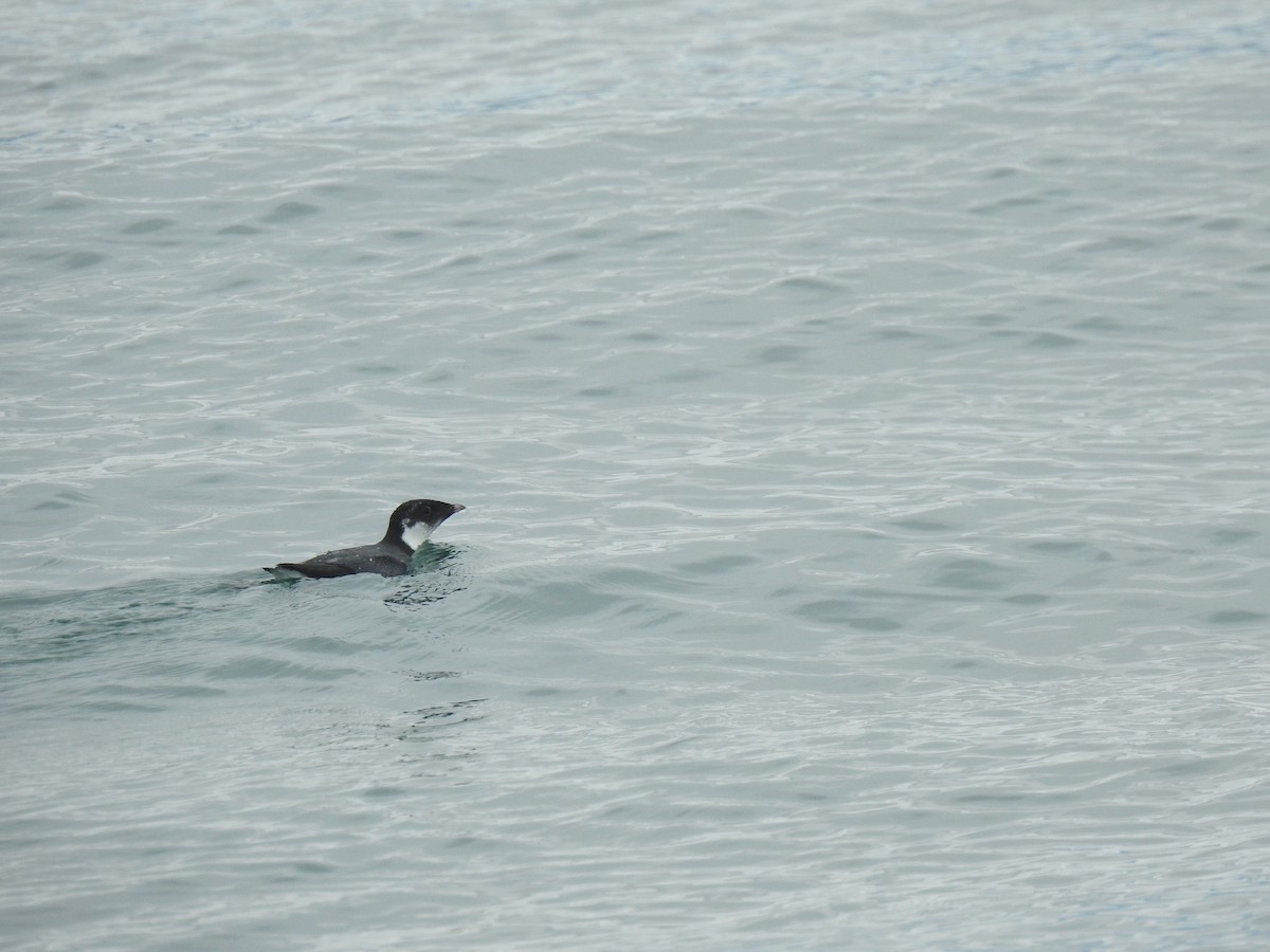 Ancient Murrelet - Cameron  Montgomery