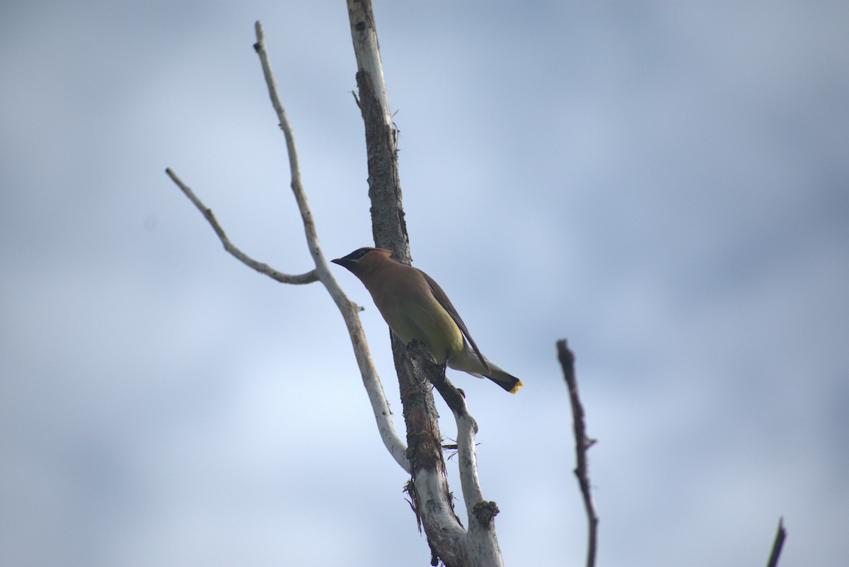 Cedar Waxwing - ML602924181