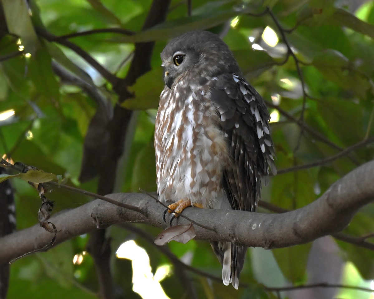 Barking Owl - Frank Lin