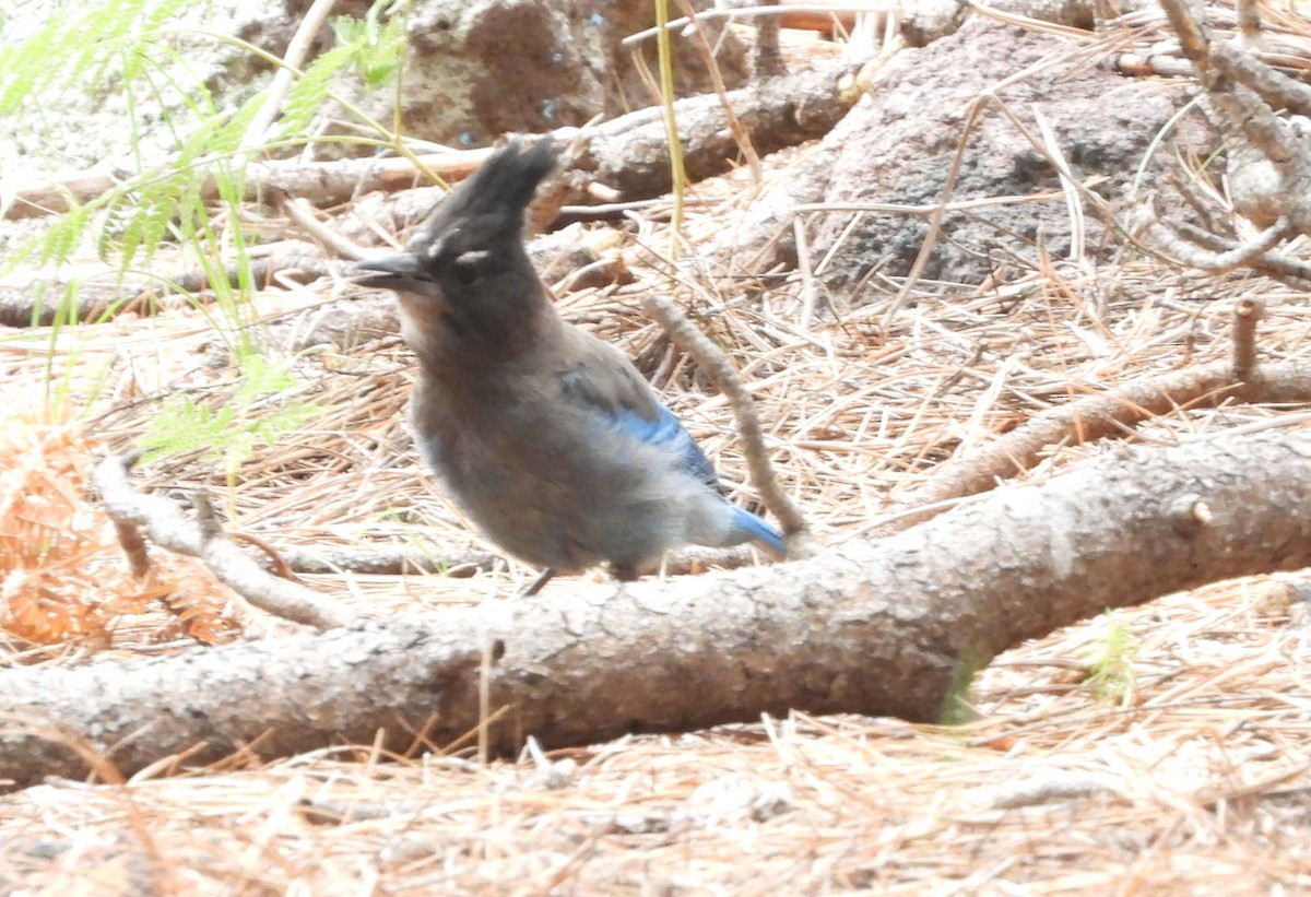 Steller's Jay - Doug Pfeiffer