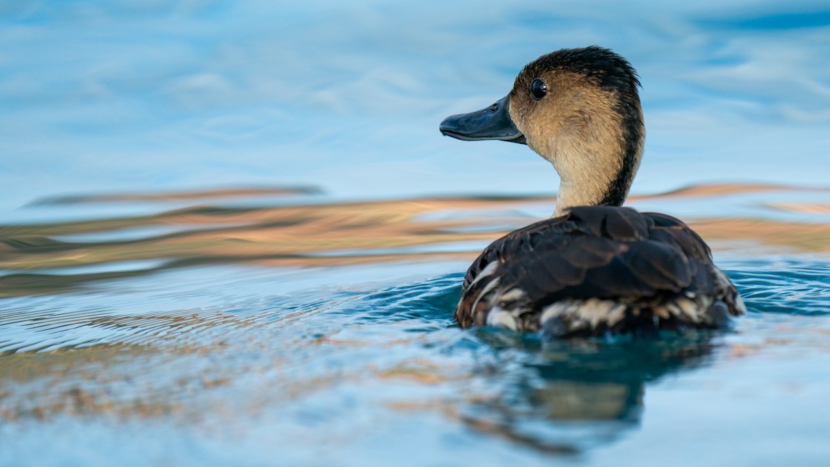 Wandering Whistling-Duck - ML602925591