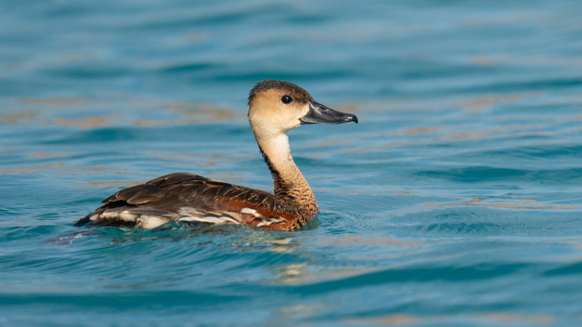 Wandering Whistling-Duck - ML602925611