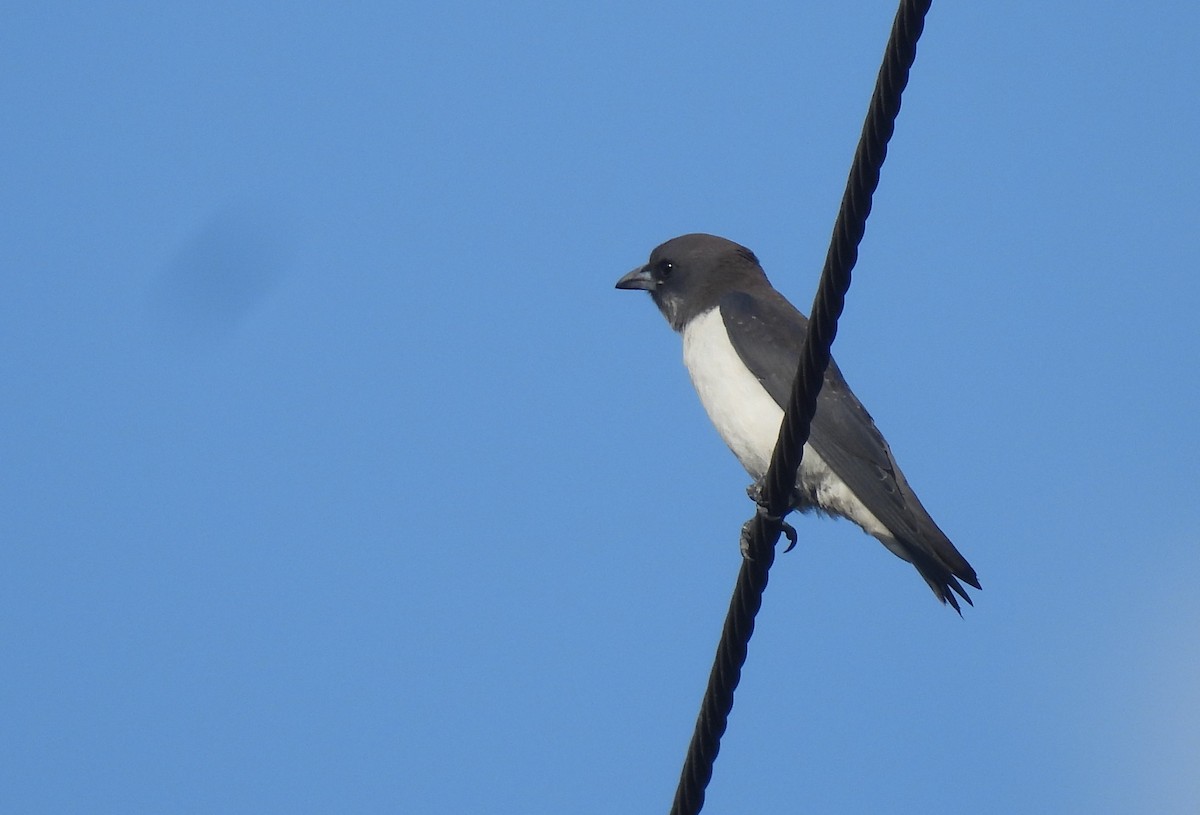 White-breasted Woodswallow - ML602928101
