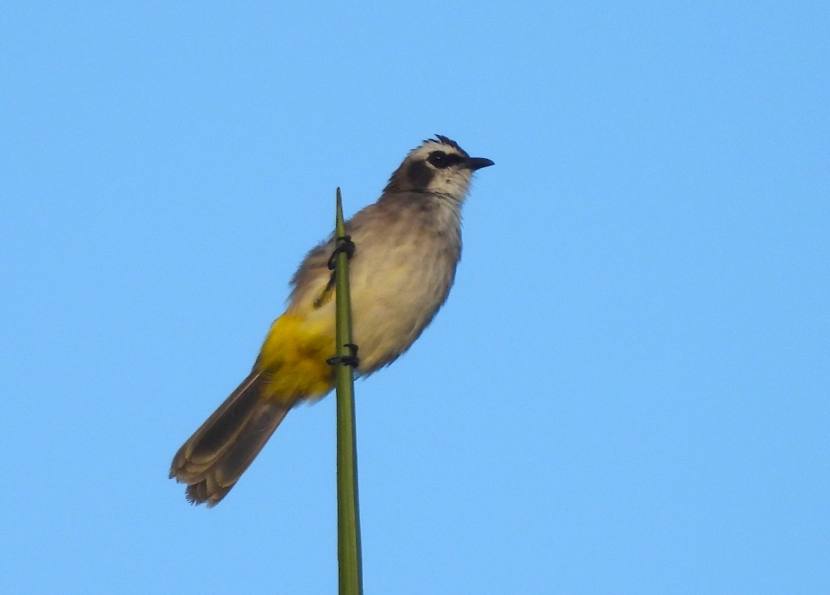 Yellow-vented Bulbul - ML602928141