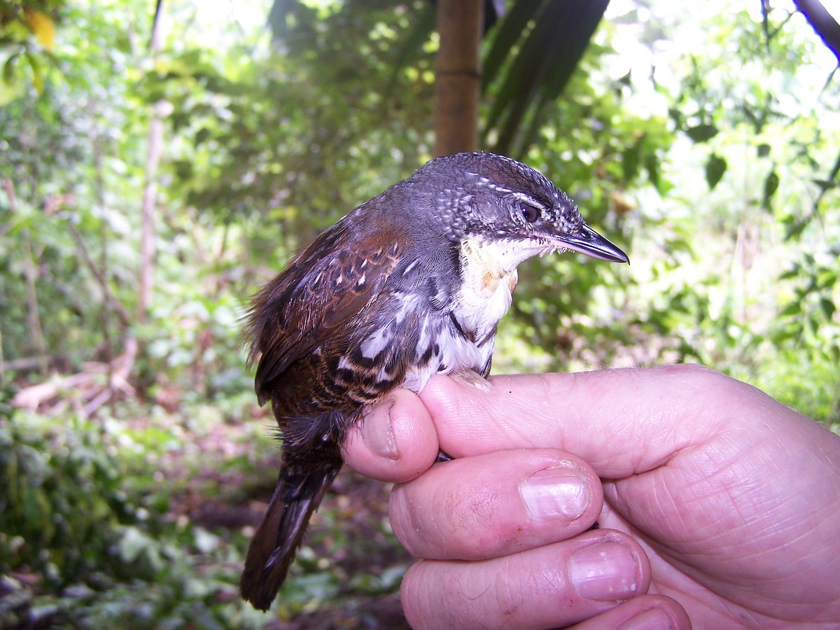 Rusty-belted Tapaculo - ML602928261
