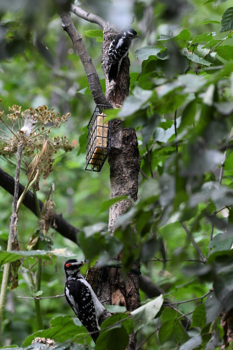 Hairy Woodpecker - Timothy Piranian