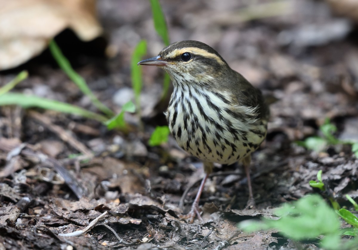 Northern Waterthrush - ML602928631