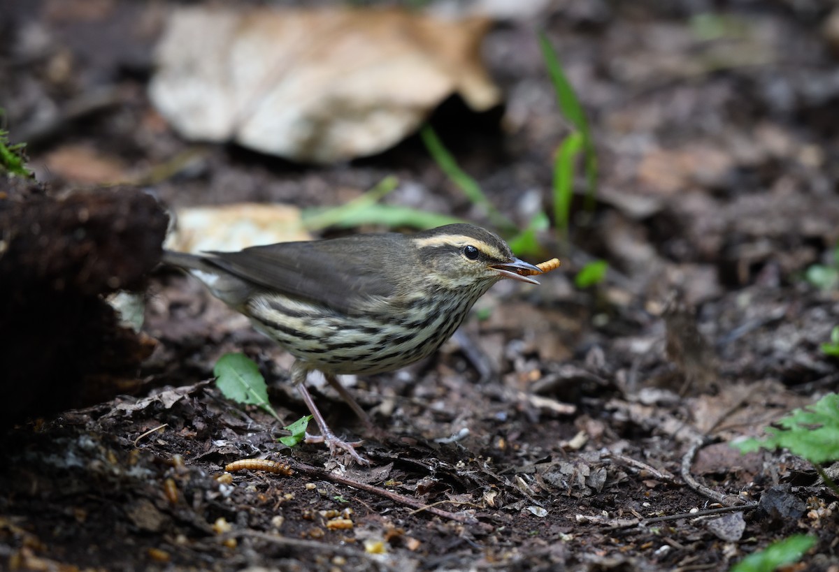 Northern Waterthrush - ML602928741