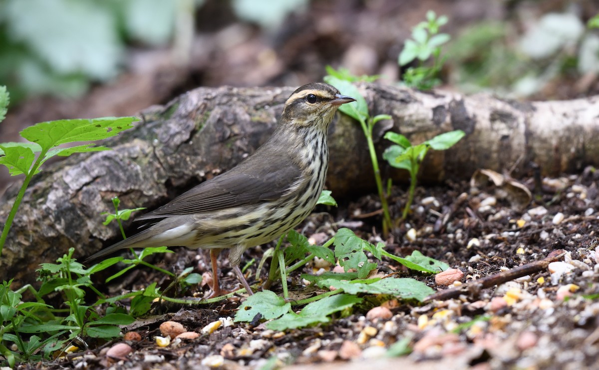 Northern Waterthrush - Timothy Piranian