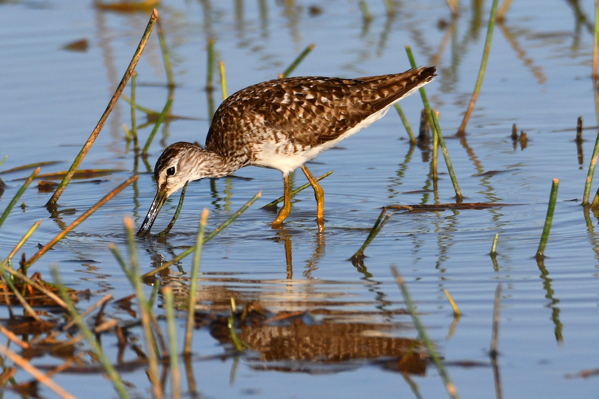 Wood Sandpiper - ML602929151