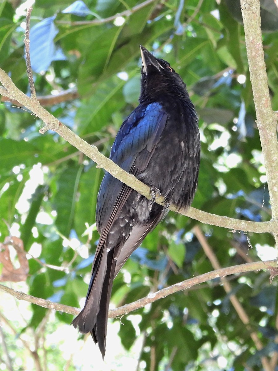 Spangled Drongo - Leonie Beaulieu