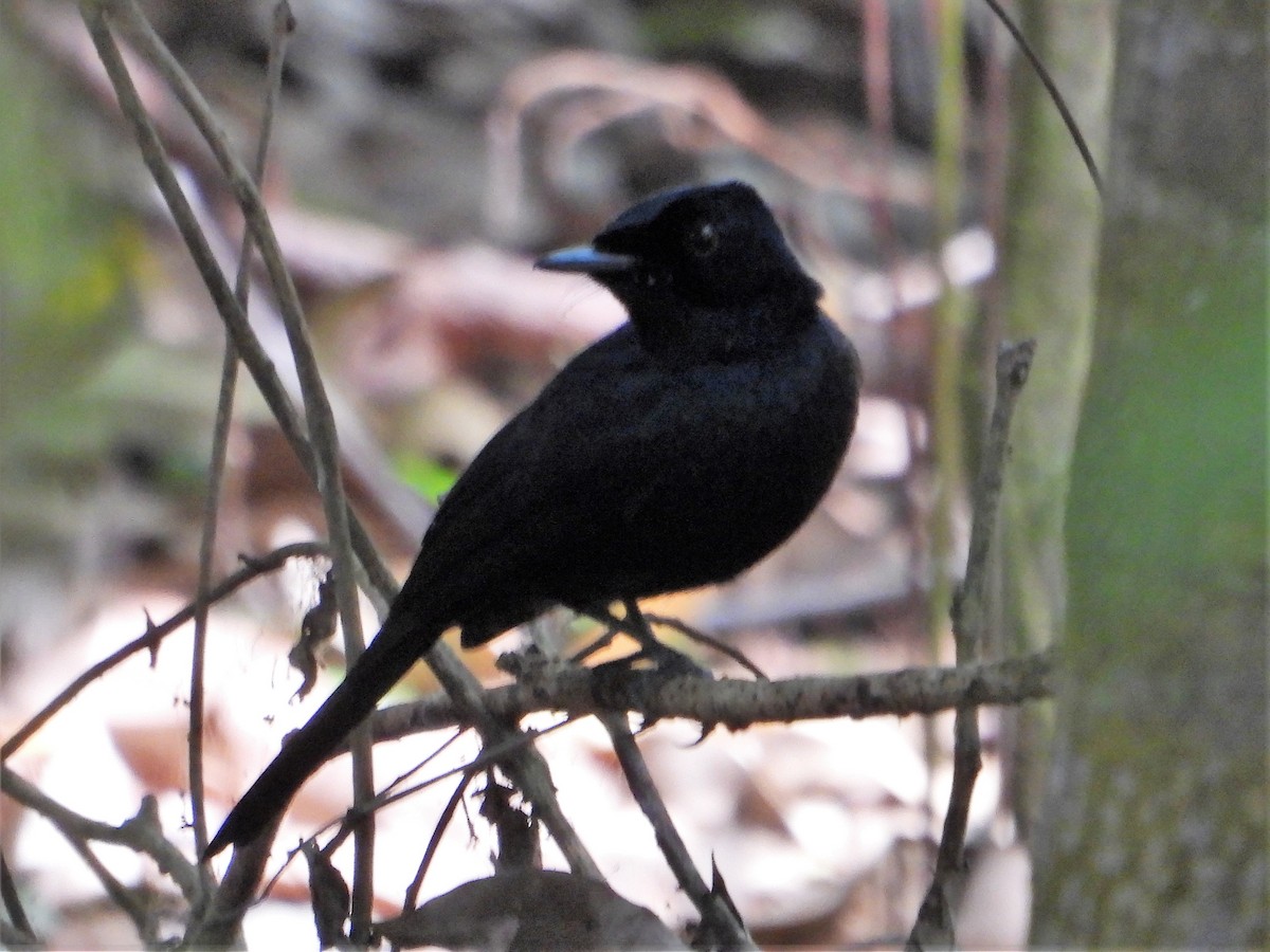 Shining Flycatcher - Leonie Beaulieu