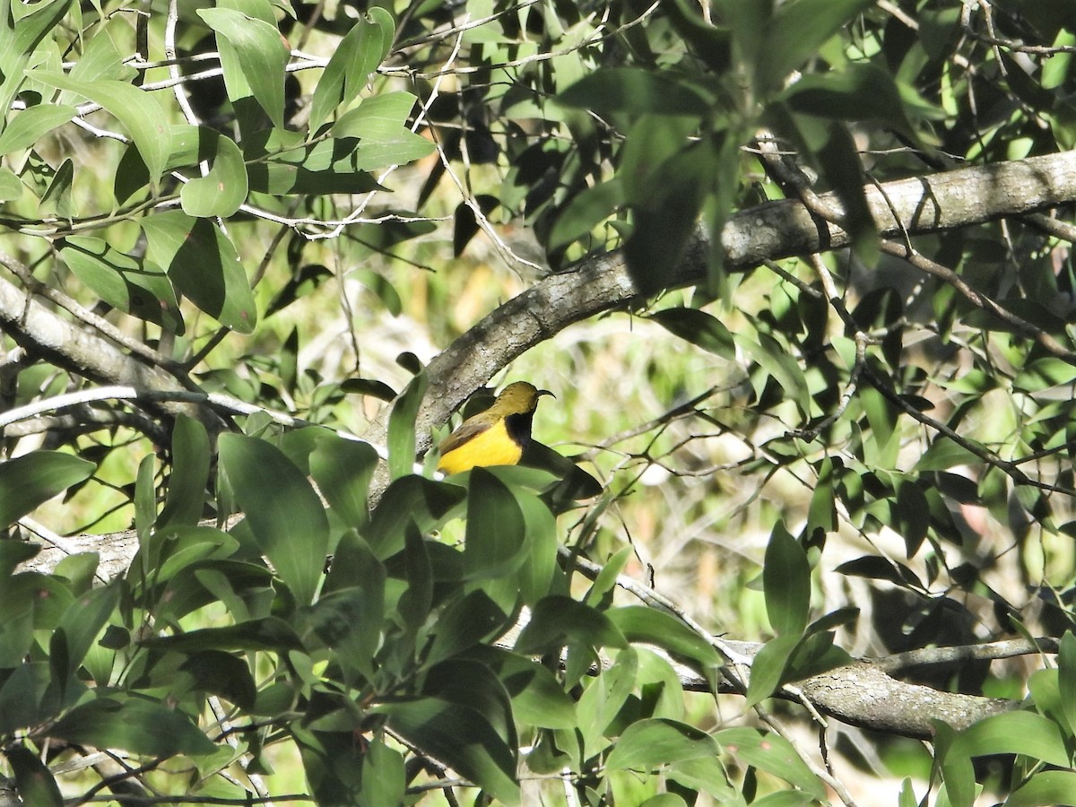 Sahul Sunbird - Leonie Beaulieu