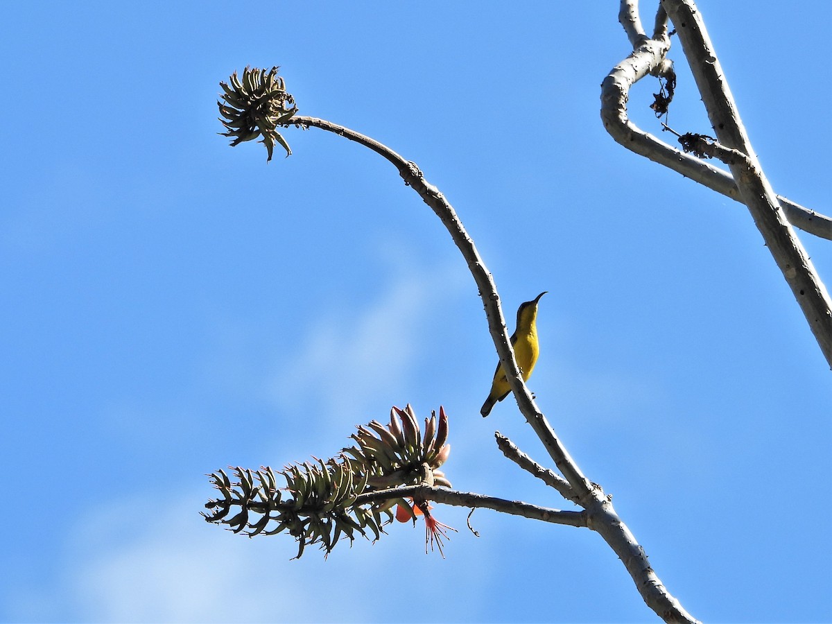 Sahul Sunbird - Leonie Beaulieu