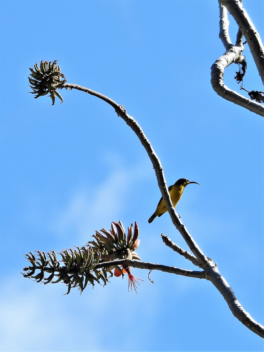 Sahul Sunbird - Leonie Beaulieu