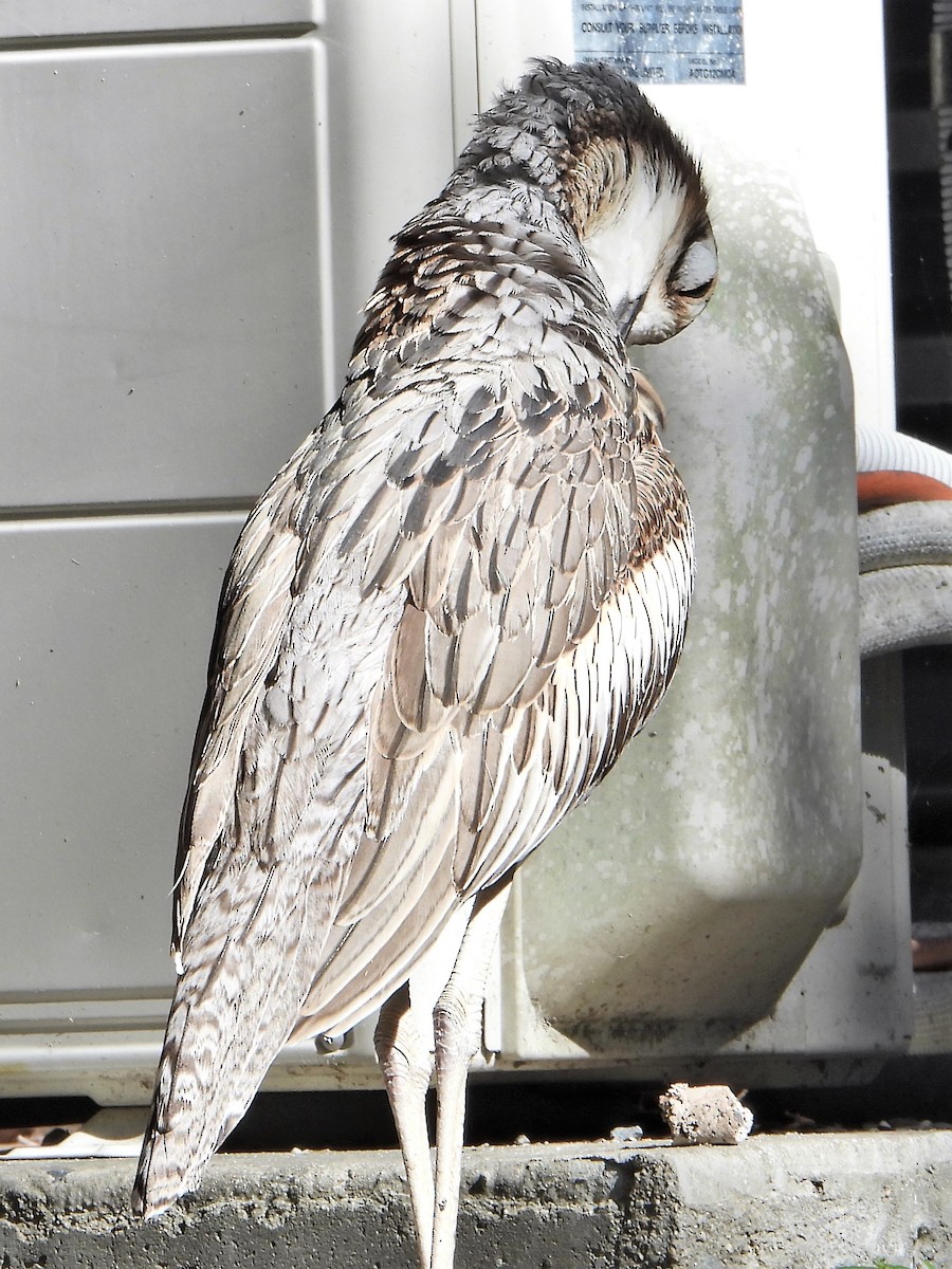 Bush Thick-knee - Leonie Beaulieu