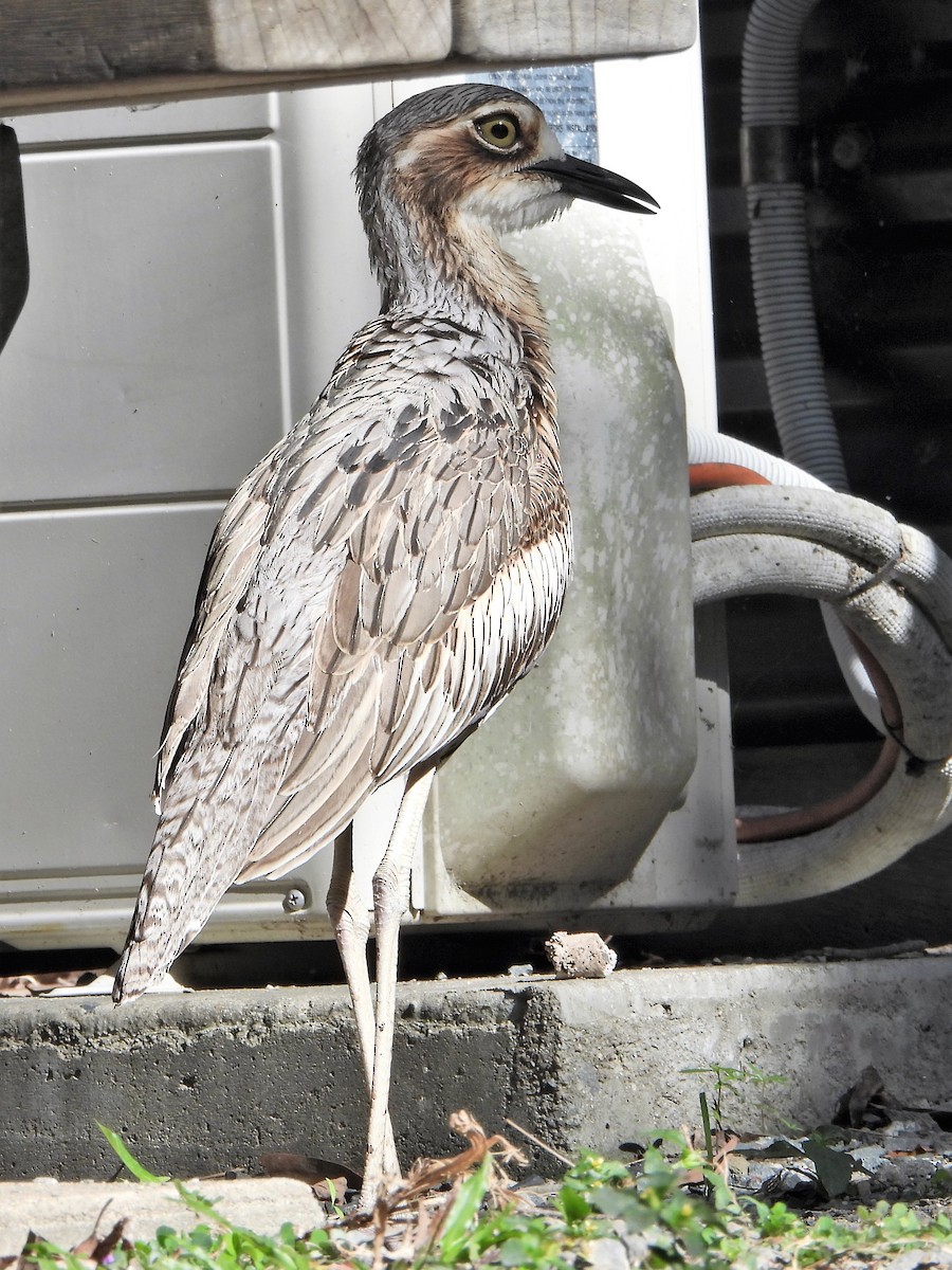 Bush Thick-knee - Leonie Beaulieu