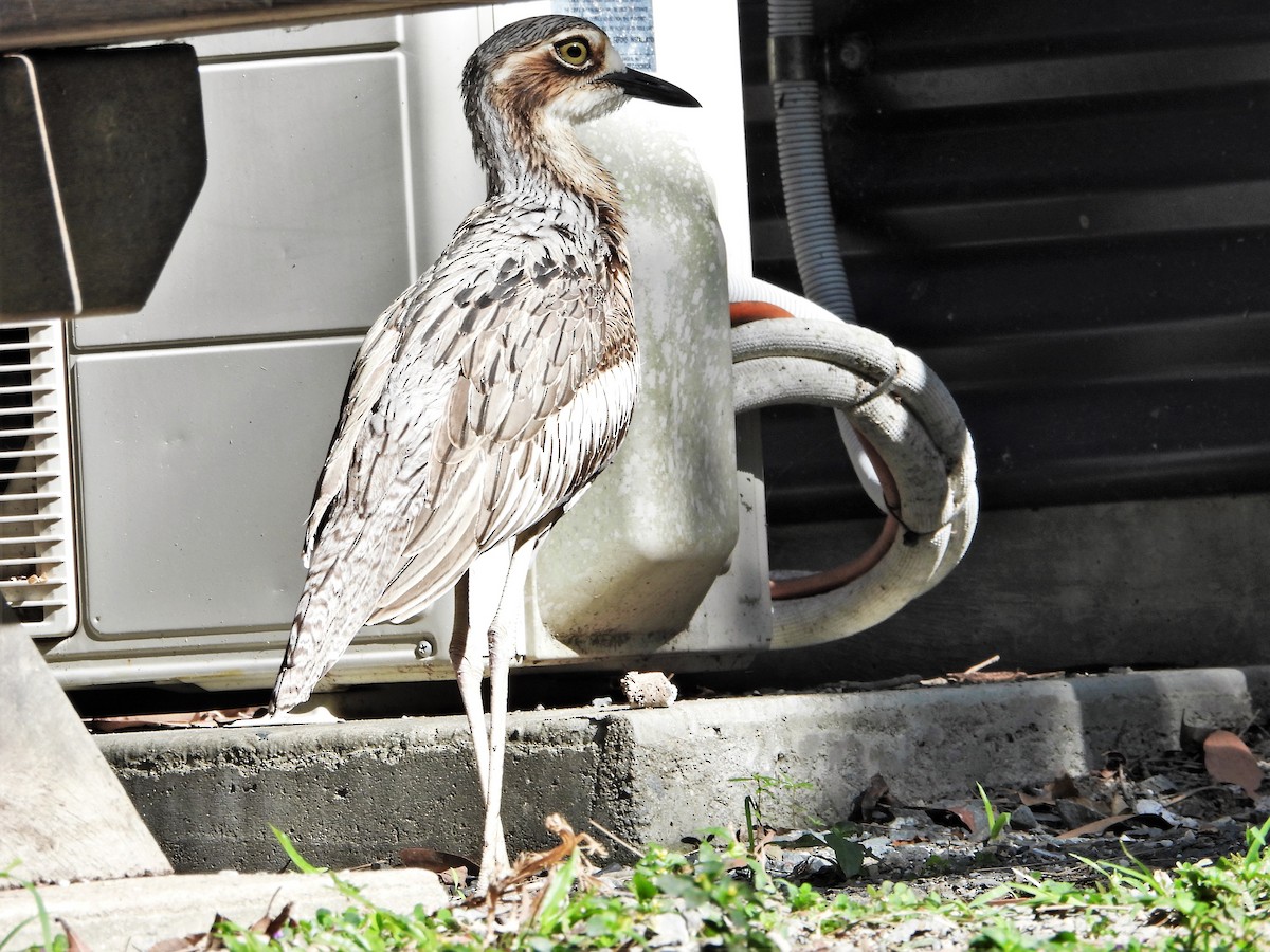 Bush Thick-knee - Leonie Beaulieu