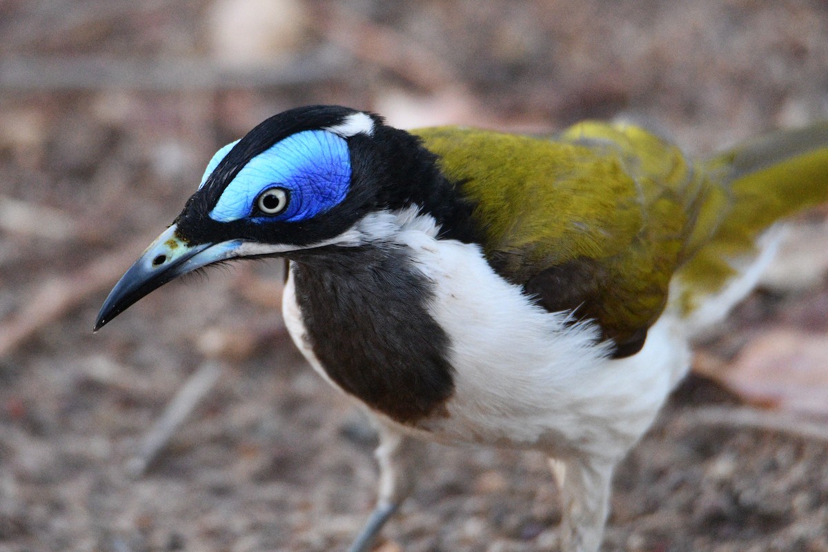 Blue-faced Honeyeater - ML602930971