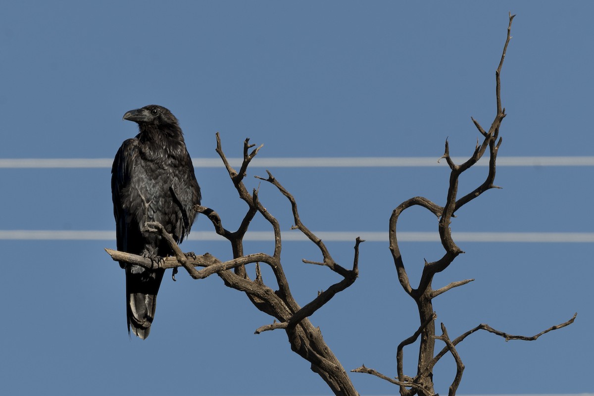 Common Raven - ML602931111