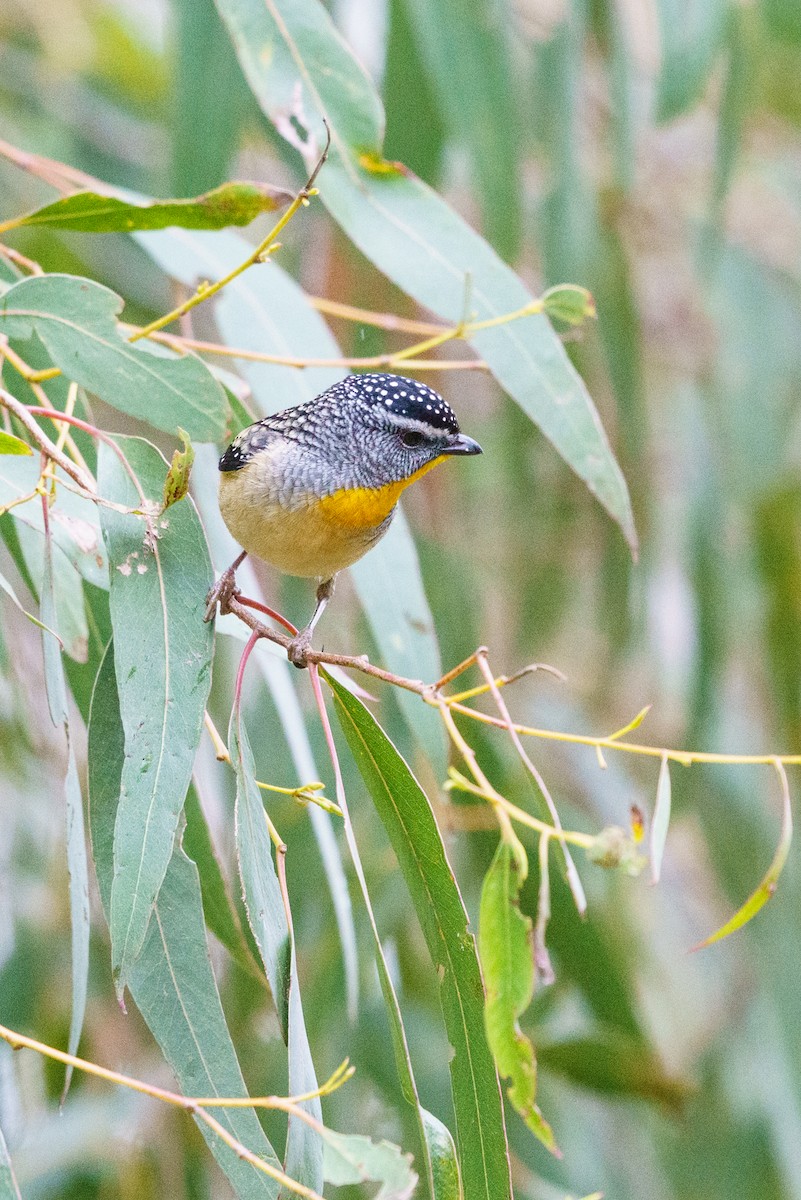 Spotted Pardalote - ML602931191