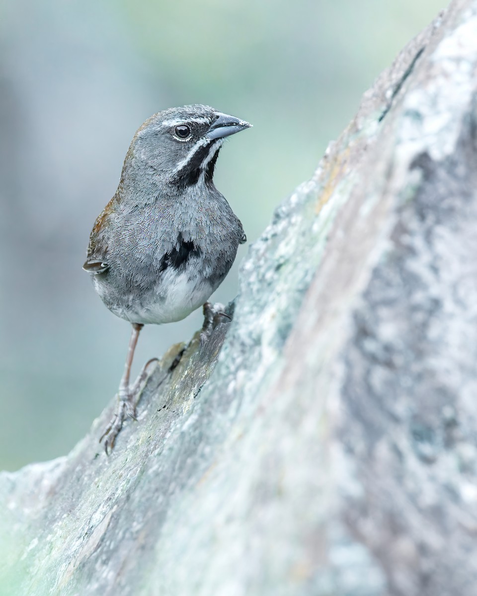 Five-striped Sparrow - Connor Cochrane