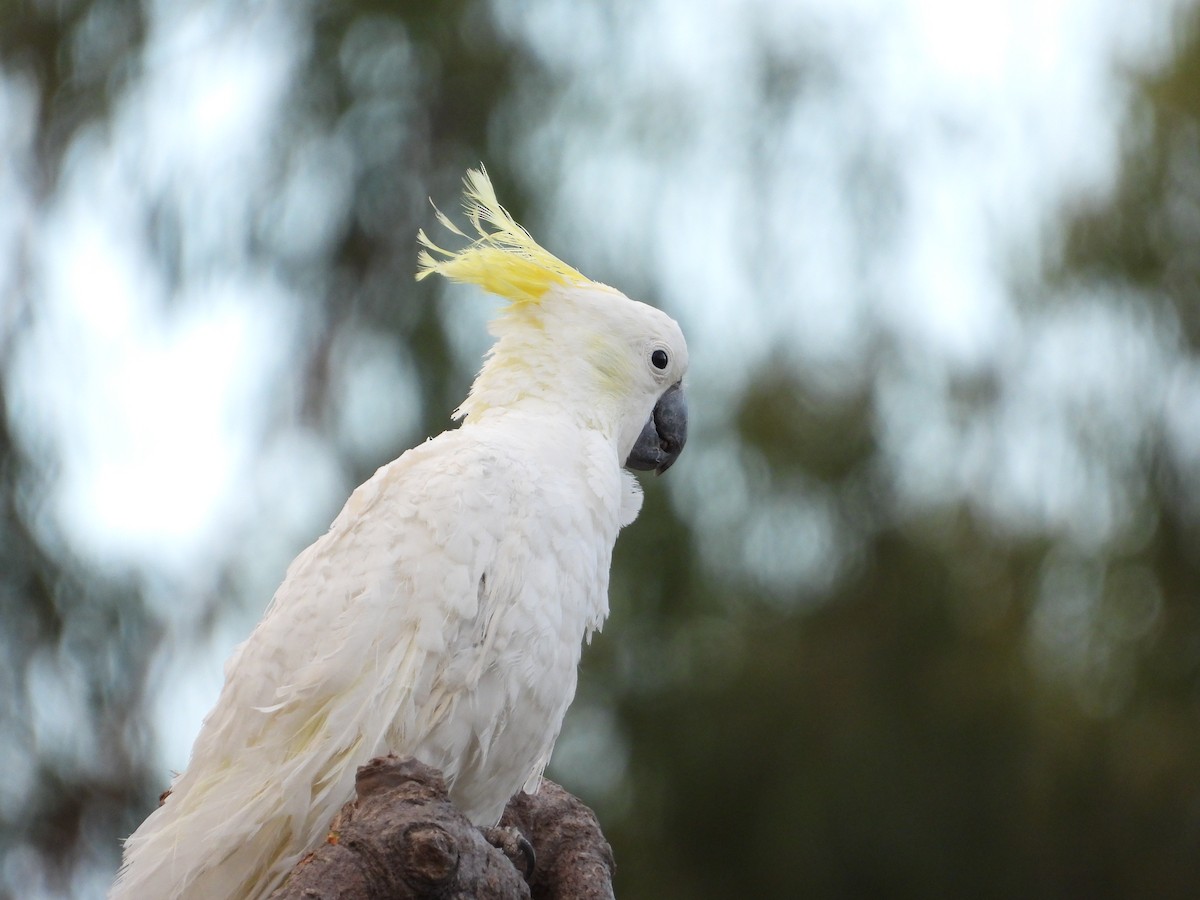 Sulphur-crested Cockatoo - ML602932191