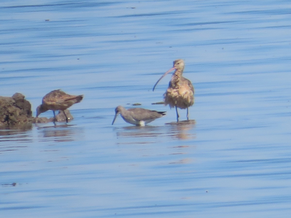 Long-billed Curlew - ML602932991