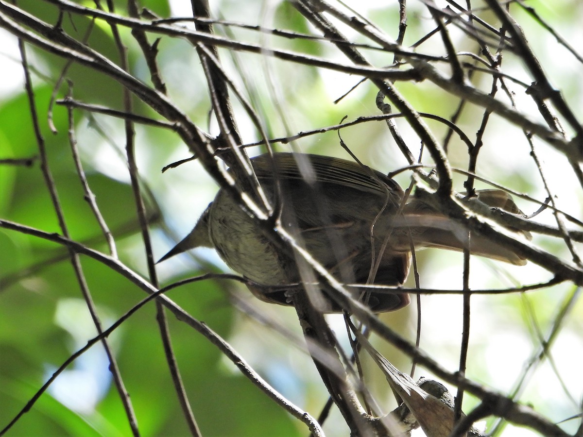 Yellow-spotted Honeyeater - Leonie Beaulieu