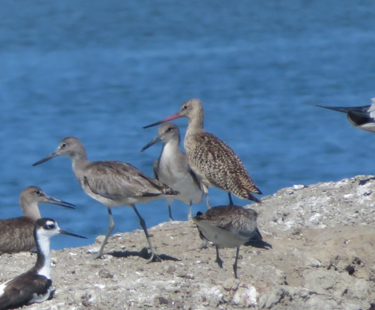 Marbled Godwit - ML602933171