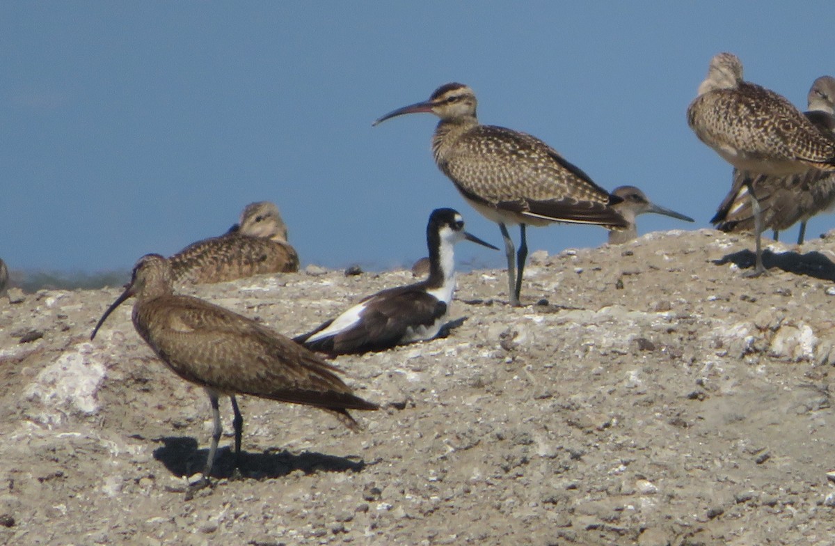 Whimbrel - ML602933361