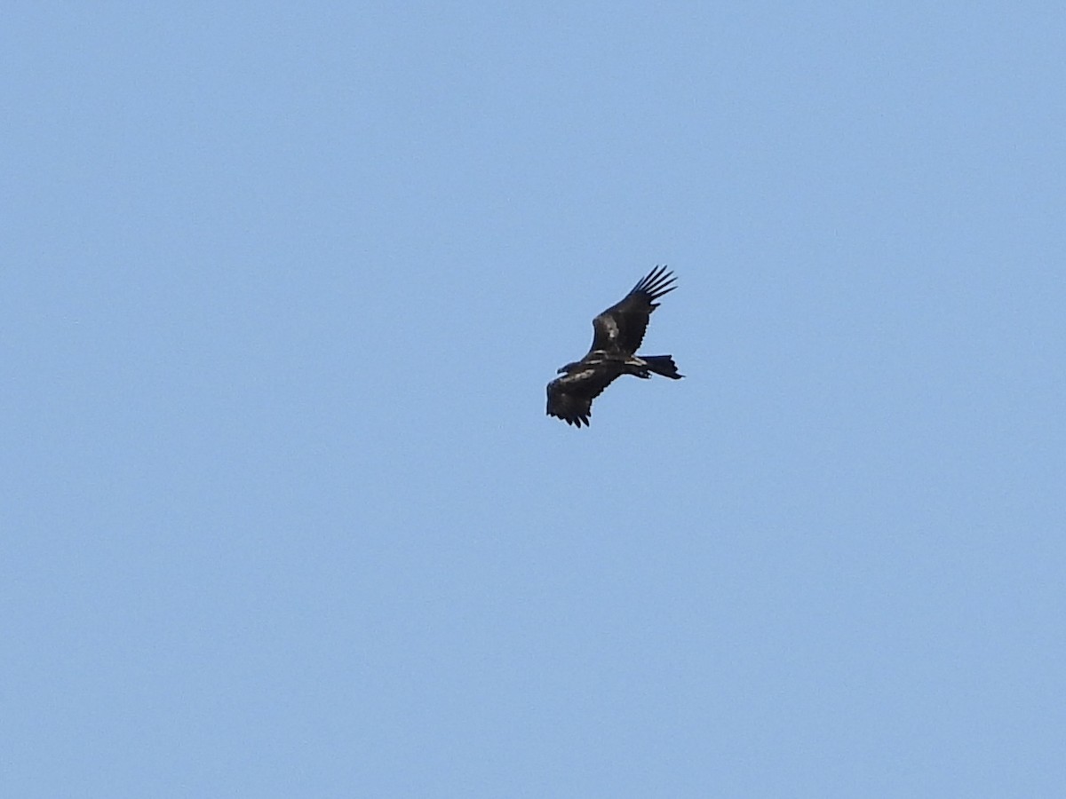 Wedge-tailed Eagle - ML602933391