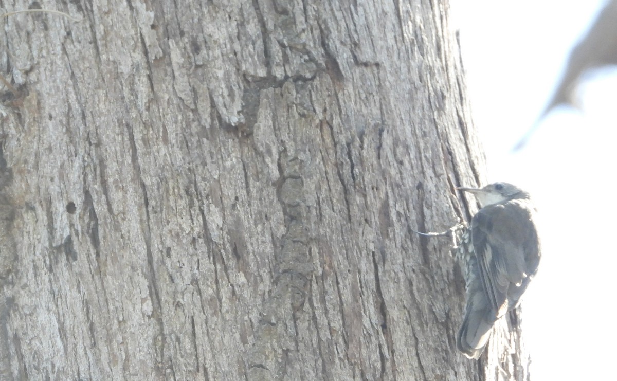 White-throated Treecreeper - ML602933501