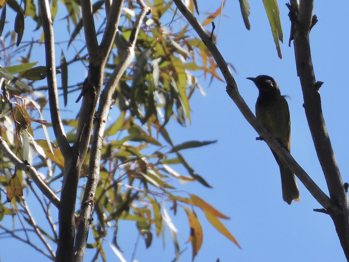 White-eared Honeyeater - ML602933601