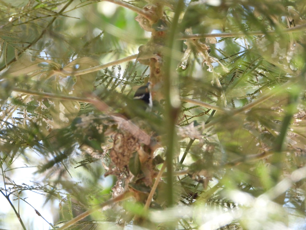 White-naped Honeyeater - ML602933681