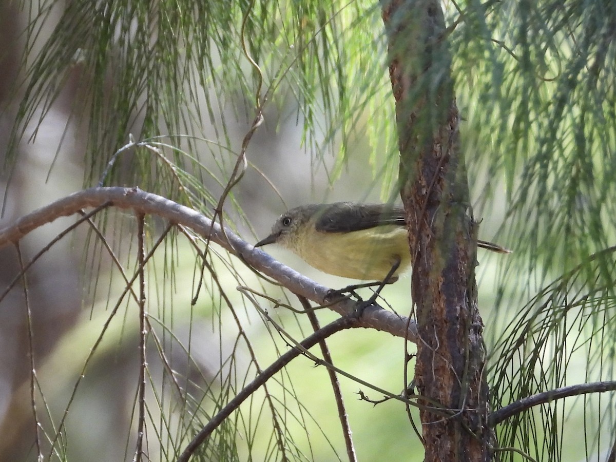 Yellow Thornbill - ML602933751