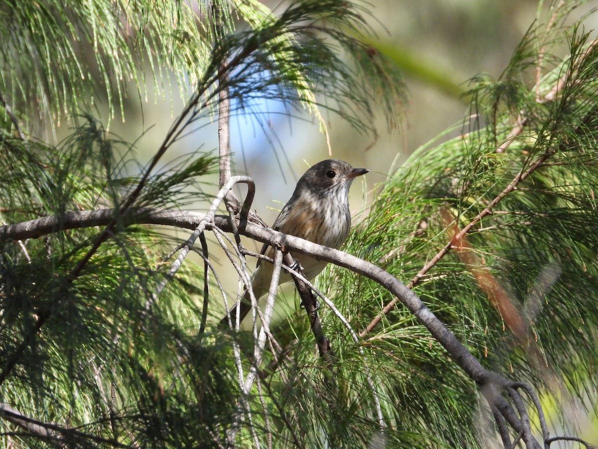 Rufous Whistler - Cherri and Peter Gordon